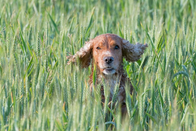 Isolated cocker spaniel running to you in grass background