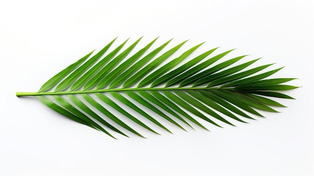 isolated coconut palm leave on white background