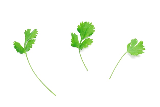 Isolated coriander leaves