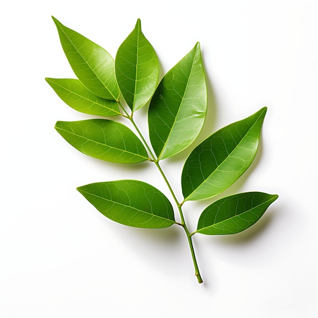 Isolated of Curry Leaves Explore the Graceful Beauty of Curr Top View Shot on White Background