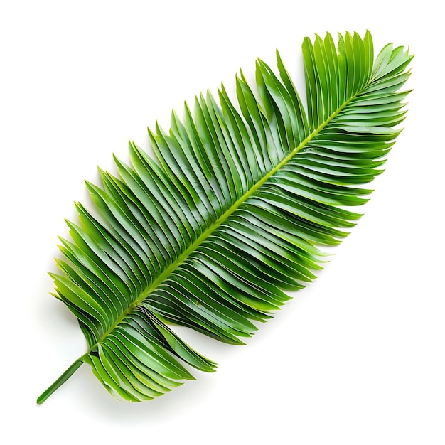 Photo isolated cycad leaf with feather like leaf shape and bright green col on clean background clipart