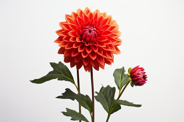 Foto dahlia isolata su una superficie bianca