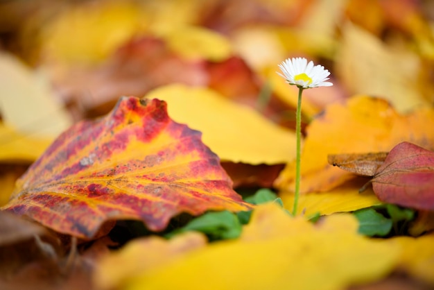 黄色のアイアンウッドの木の枯れ葉のベッドから成長している孤立したデイジーの花
