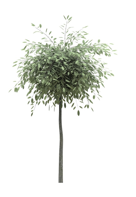 isolated deciduous tree on a white background 3D illustration cg render