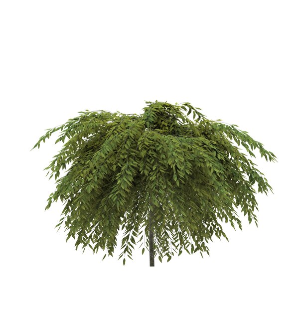 изолированное лиственное дерево на белом фоне 3D иллюстрация cg render