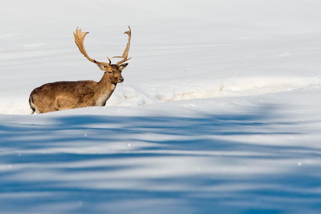 白い雪の背景に鹿を分離