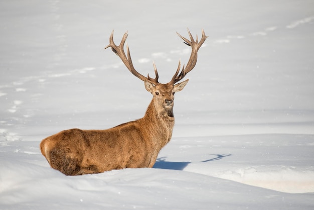 Isolated Deer on the white snow background