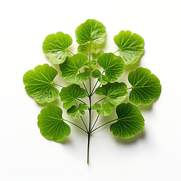 Photo isolated of a delicate maidenhair fern leaf showcasing its i photoshoot top view and professional