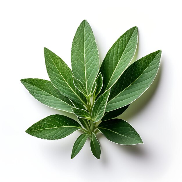 Isolated of a delicate sage leaf showcasing its textured sur photoshoot top view and professional