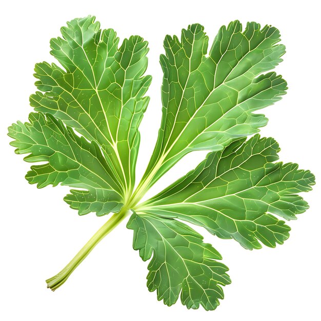 Isolated Desert Globemallow Leaf With Lobed Leaf Shape and Green Colo on Clean Background Clipart