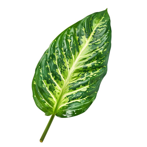 Isolated Dieffenbachia Leaf With Oblong Leaf Shape and Patterned Gree on Clean Background Clipart