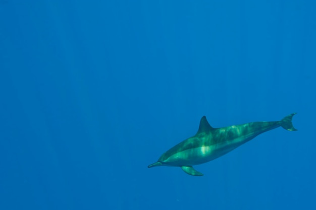 An isolated dolphin underwater