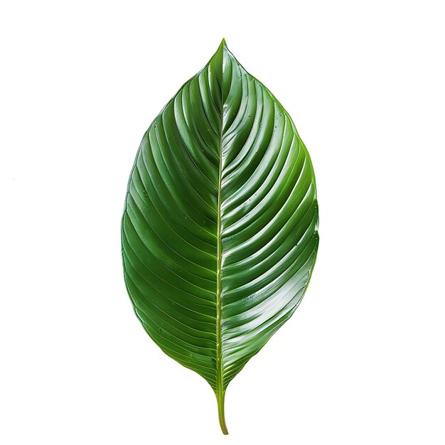 Photo isolated dwarf cornel leaf with oval leaf shape and bright green colo on clean background clipart