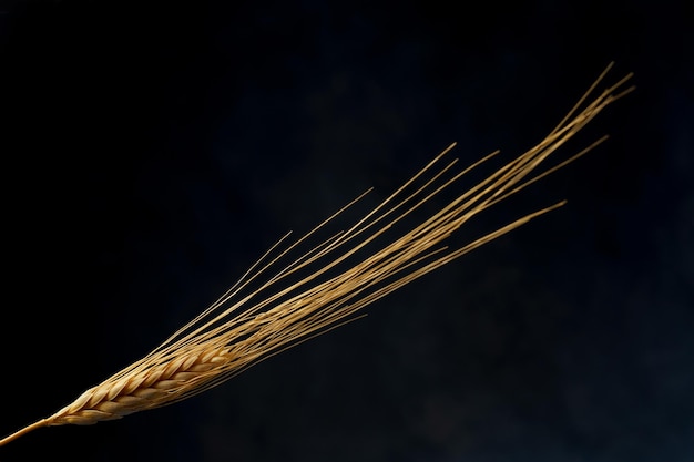 Photo isolated ear of wheat on black background