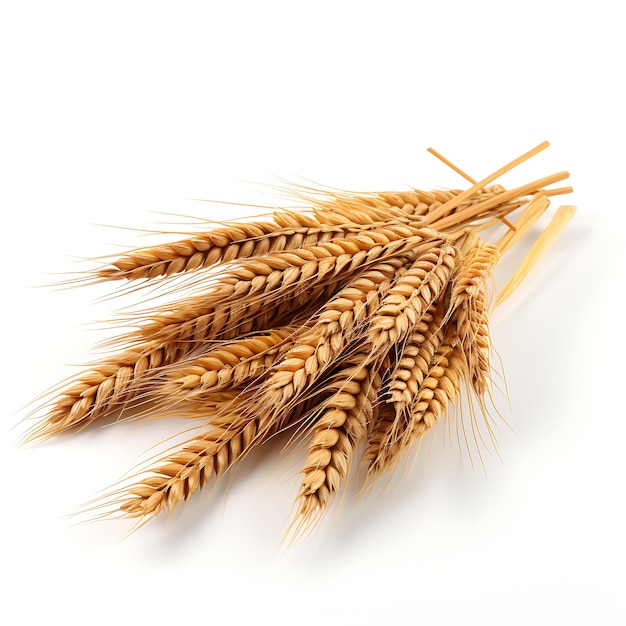 Isolated of Emmer Wheat Grain Kernel Color Brown Form Ancient Wheat a Nu on White Background Photo