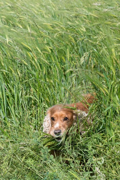 Photo isolated english cocker spaniel on the grass background