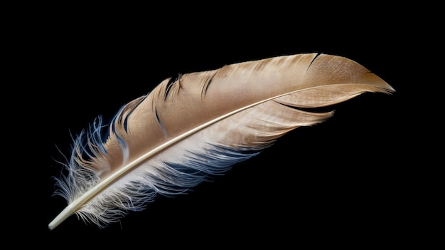 isolated feather in studio