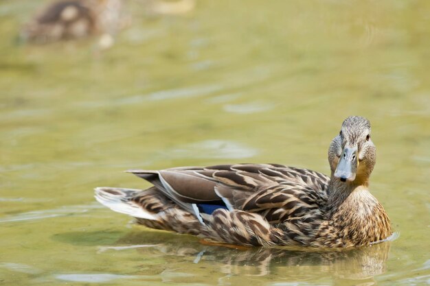 Isolated female wild duck while looking at you