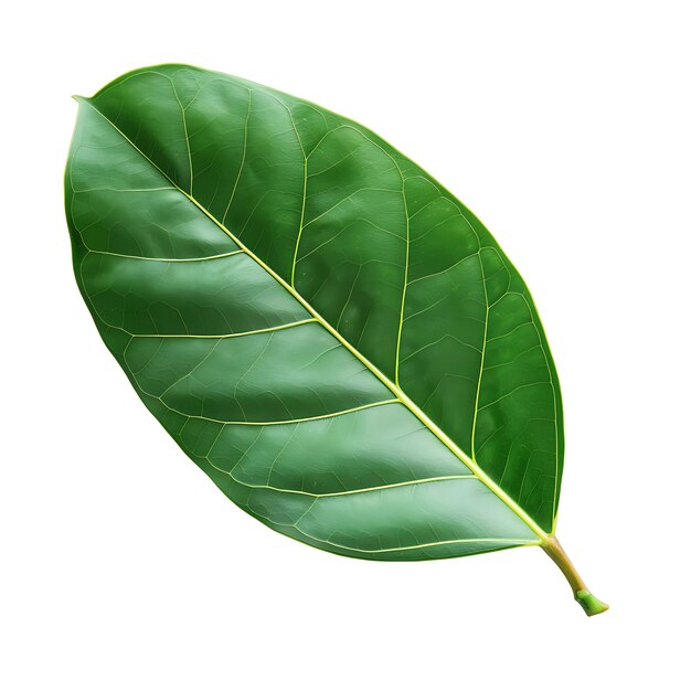 Isolated Ficus Leaf With Oval Leaf Shape and Light Green Color Object on Clean Background Clipart