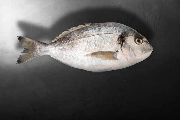 Isolated fish in dark background