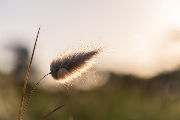 Foto fiore isolato di arbusto a coda di lepre contro la retroilluminazione di un tramonto soleggiato