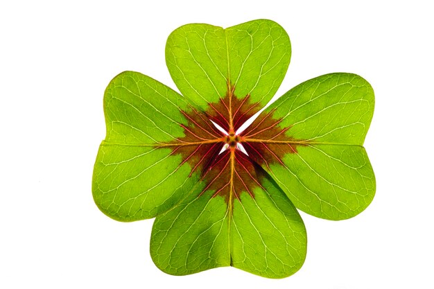 Isolated fourleaved clover