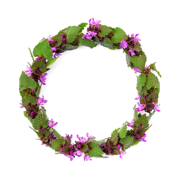 Isolated frame of spring field plants with pink flowers in a round shape on a white background