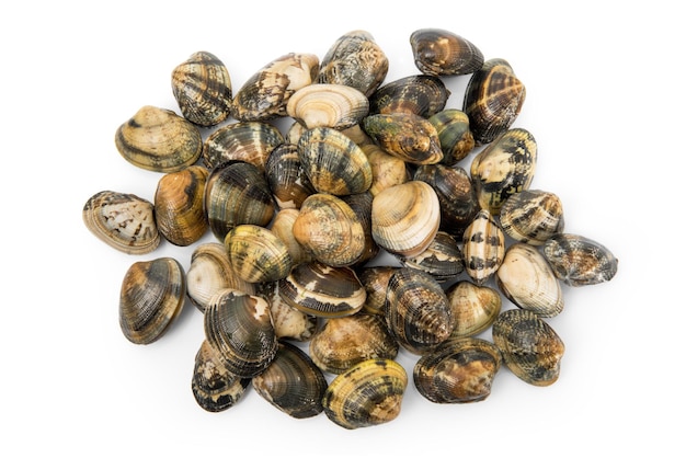 Isolated fresh clams  in white background