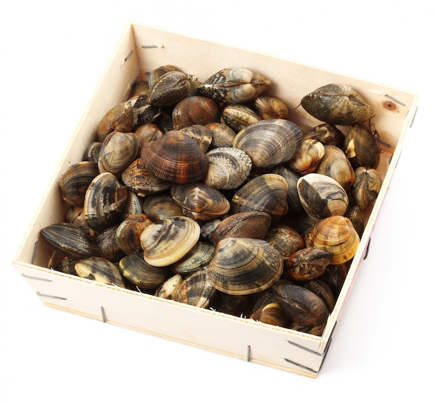 Isolated fresh clams on white