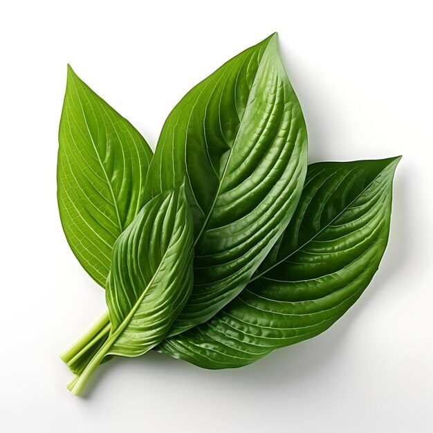 Isolated of Ginger Leaf Showcasing Its Vibrant Green Hue and Top View on White Background