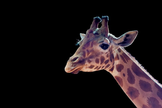 Isolated giraff close up portrait