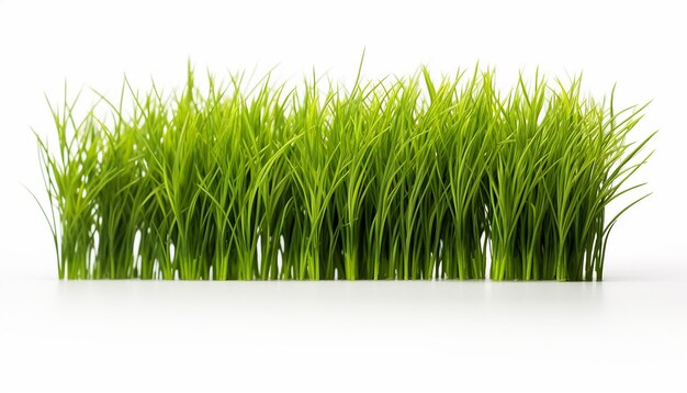 Isolated Grass on White