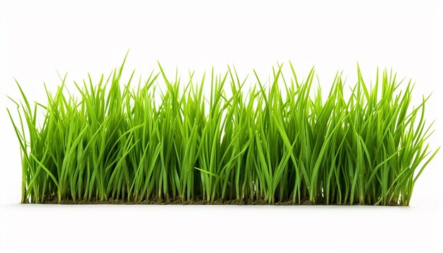 Isolated Grass on White