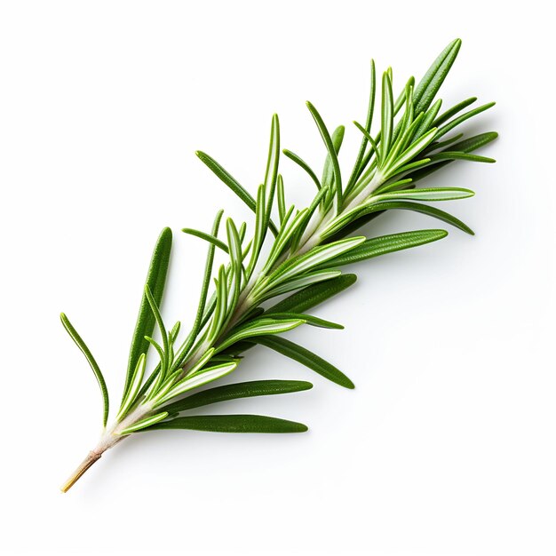 Isolated of a Gray Green Rosemary Leaf on White Bac Leaf Decoration on White Background