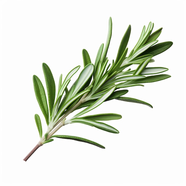 Isolated of a Gray Green Rosemary Leaf on White Bac Leaf Decoration on White Background