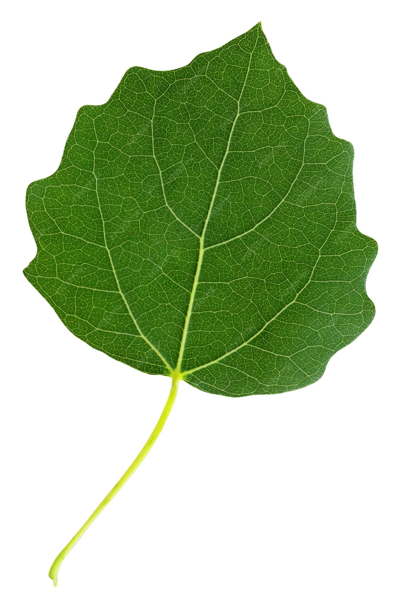 Premium Photo | Isolated green aspen leaf on white background. leaves of  the tree, herbarium.