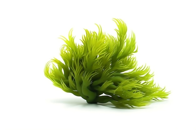 Isolated Green Codium Sea Weed Transparent Background AI