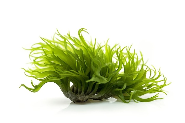 Foto isolato verde codium sea weed sfondo trasparente ai