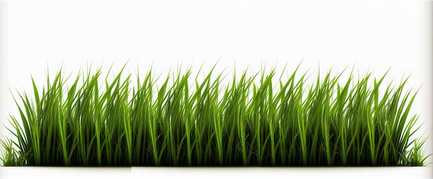 Isolated green grass on a white background. Fresh grass texture.