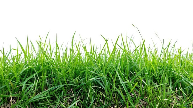 Foto erba verde isolata su uno sfondo bianco