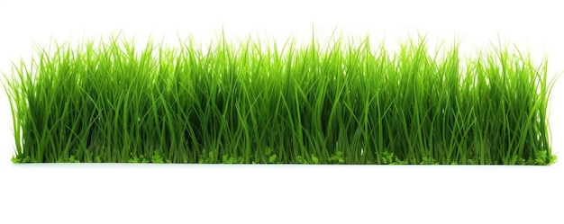 Isolated green grass on a white background