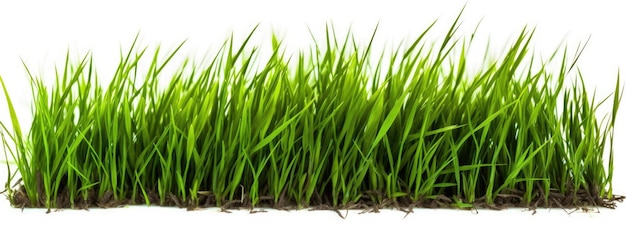 Isolated green grass on a white background