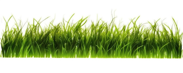 Isolated green grass on a white background