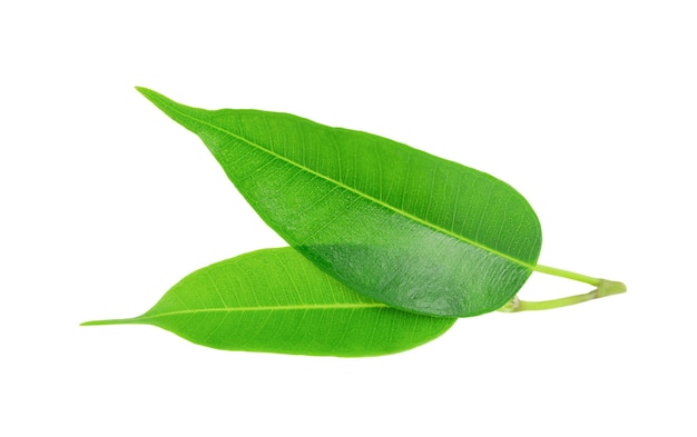 Isolated green leaves of tea tree