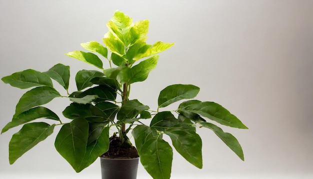 白い背景の孤立した緑の植物