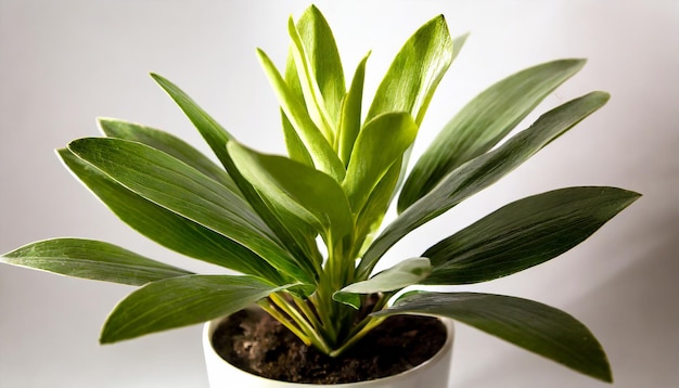 白い背景の孤立した緑の植物