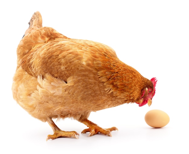 Isolated grey hen with egg in the studio