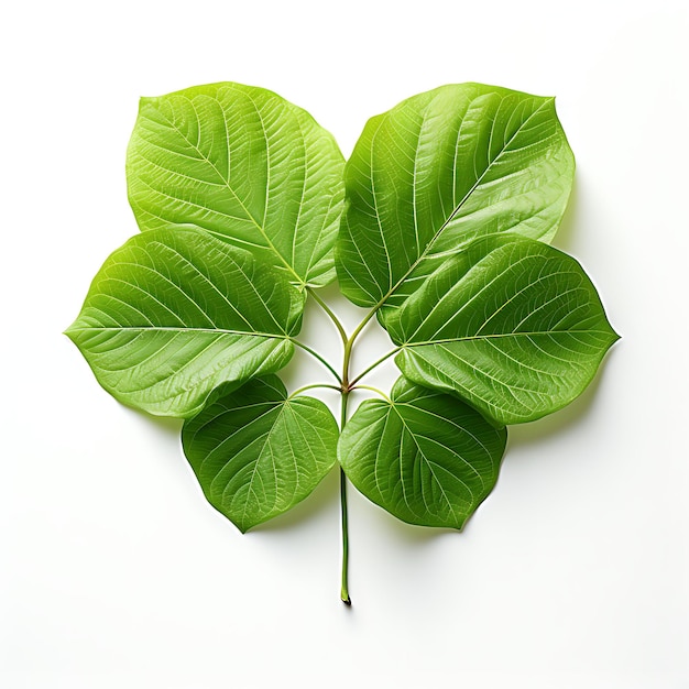 Isolated of Heart Shaped Tulip Tree Leaves With Two Rounded Top View on White Background