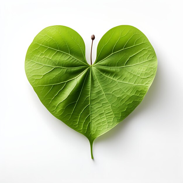 Isolated of Heart Shaped Tulip Tree Leaves With Two Rounded Top View on White Background