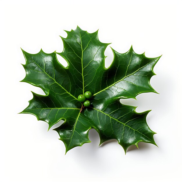 Isolated of holly leaf highlighting its glossy texture and f photoshoot top view and professional